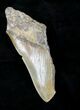 Partial Megalodon Tooth - Massive Tooth #21232-1